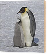Emperor Penguin And Chick Snow Hill Isl Wood Print