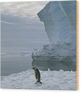 Emperor Penguin Walking Weddell Sea Wood Print