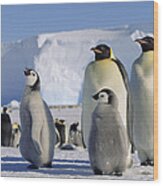 Emperor Penguins And Chick Antarctica Wood Print