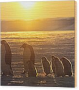 Emperor Penguins With Chicks Antarctica Wood Print