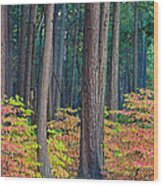 Enchanted Forest Wood Print
