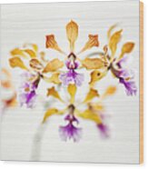 Encyclia Orchid Wood Print