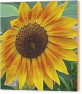 End Of Summer Sunflower Wood Print