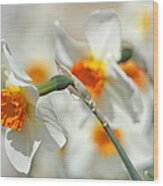 Endless Daffodils Wood Print