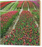 Endless Waves Of Tulips Wood Print