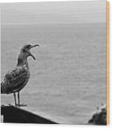 Ensenada Gull Wood Print