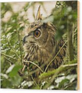 Eurasian Eagle-owl 2 Wood Print