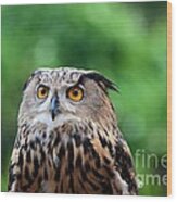 Eurasian Or European Eagle Owl Bubo Bubo Stares Intently Wood Print