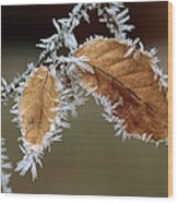 European Beech Leaves With Frost Wood Print