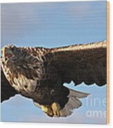 European Flying Sea Eagle 1 Wood Print