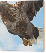 European Flying Sea Eagle 2 Wood Print