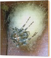 European Garden Spider And Egg Sac Wood Print