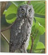 European Scops Owl (otus Scops) Wood Print