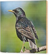 European Starling In A Tree Wood Print
