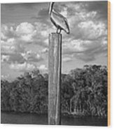 Everglades Pelican Wood Print