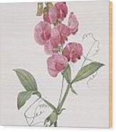 Everlasting Pea By Redoute Wood Print