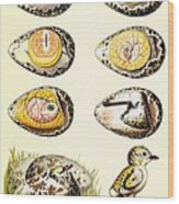 Evolution Of A Chicken Within An Egg Wood Print