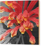 Exotic Flower Wood Print