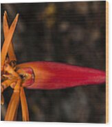 Exotic Heliconia Wood Print