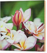 Extreme Close Up Beautiful Plumeria Wood Print