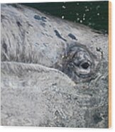 Eye Of A Young Gray Whale Wood Print
