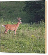 Eyeing A Mate Wood Print