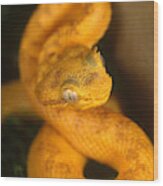 Eyelash Viper Wood Print