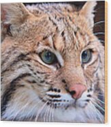 Eyes Of A Lynx Wood Print