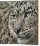 Eyes Of A Snow Leopard Wood Print