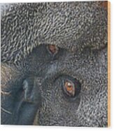Eyes Of The Sumatran Orangutan Wood Print