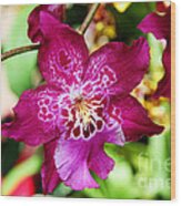 Fabulous Fushia Orchids By Diana Sainz Wood Print