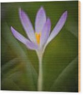 Faerie Crocus Wood Print