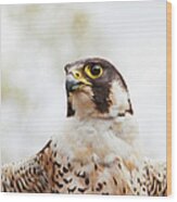 Falcon On The Look For Prey Wood Print