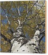 Fall Aspen Wood Print