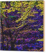 Fall Colors Wood Print
