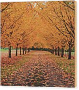 Fall Driveway Wood Print