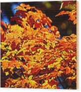Fall Foliage Colors 16 Wood Print