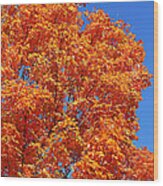 Fall Foliage Colors 18 Wood Print