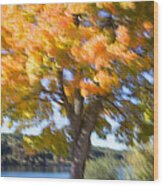 Fall Colors Aglow Wood Print
