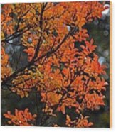 Fall Foliage Wood Print