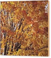 Fall Trees Ii Wood Print