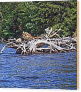 Fallen Tree In A Lake Wood Print