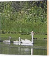 Family Of Swans Wood Print