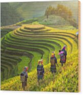 Farmer In Rice Terrace Vietnam Come Back To Home Wood Print