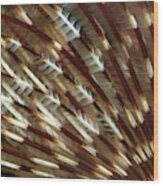 Feather Duster Worm Abstract Wood Print