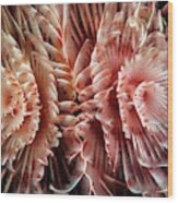 Feather Duster Worm Wood Print