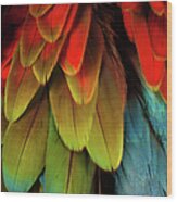 Feathers On A Scarlet Macaw Wood Print