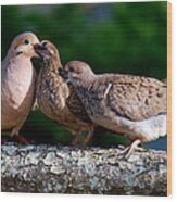 Feeding Twin Mourning Doves Wood Print