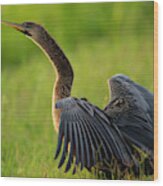 Female Anhinga Drying Out Wings Wood Print