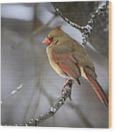 Female Cardinal Wood Print